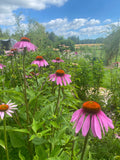 Fresh Echinacea Flower - $20/pound