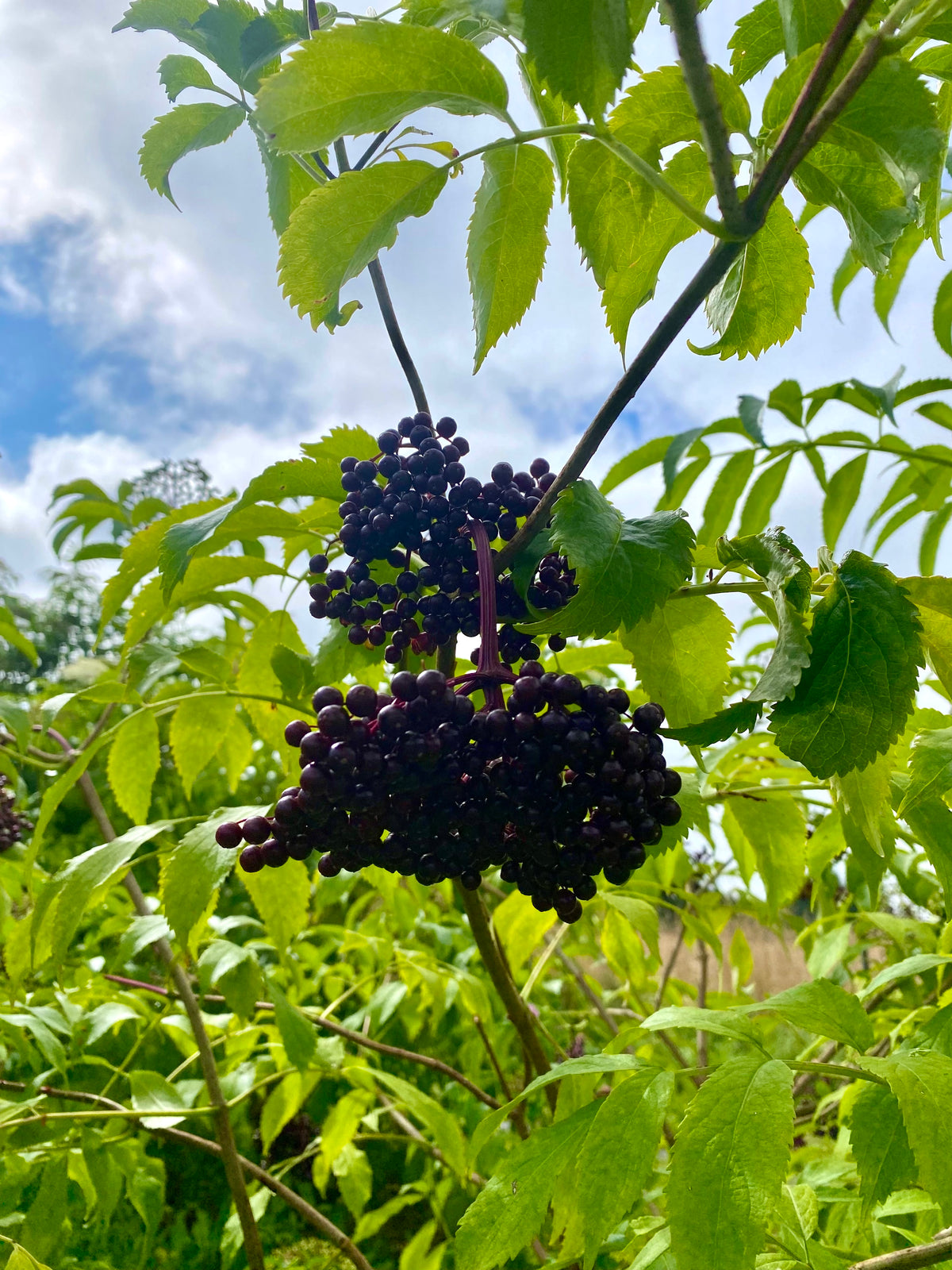 Fresh Elderberries - $16/pound